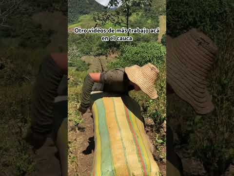 #enbuscadelosmejoresprecios #plantas Argelia cauca