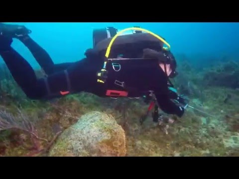 Emily Spears Lionfish, Trim and String them