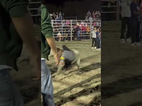 Monta de peliguey Concepcion Quezaltepeque Chalatenango 🇸🇻