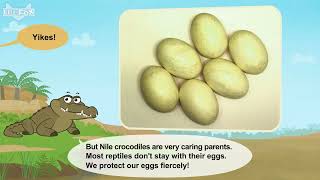 3 lv02 003 Meet the Animals 3 Nile Crocodile   YouTube
