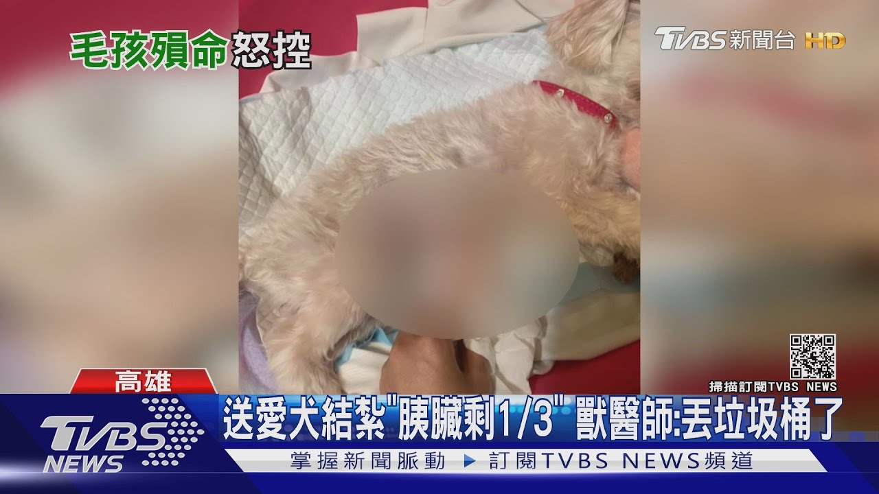 送愛犬結紮「誤切胰臟」搶救5hr亡 獸醫師老婆:曾中風腦損傷