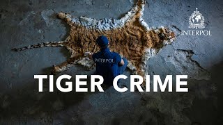 Restoring the future of wild tigers 🐅