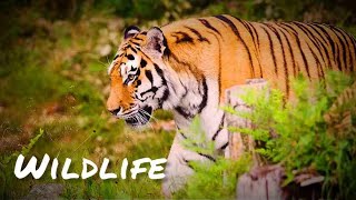 Download lagu Wildlife Video | Best Animals Collection | Forest Animals | HD video | No Copyright Video | mp3