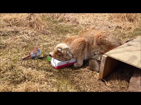 Leisha the Lynx   the simple life