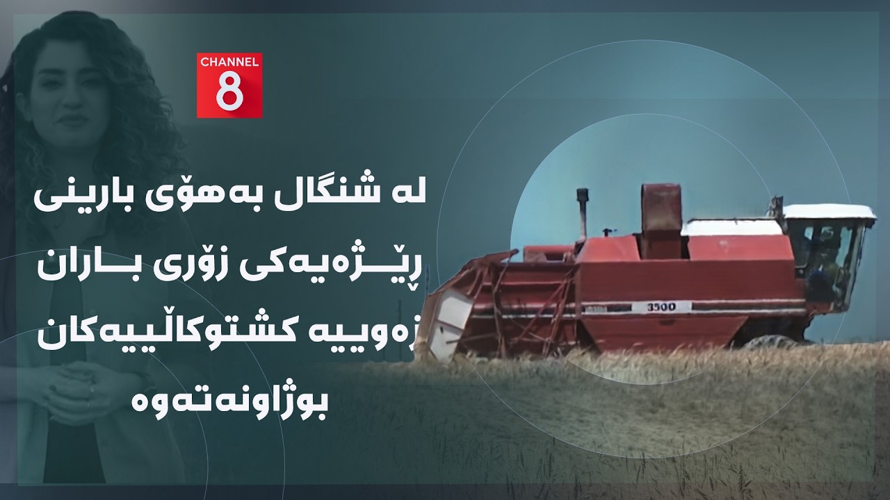 ڤیدیۆ | دەنگی زەوی - لە شنگال بەهۆی بارینی ڕێژەیەکی زۆری باران زەوییە کشتوکاڵییەکان بوژاونەتەوە