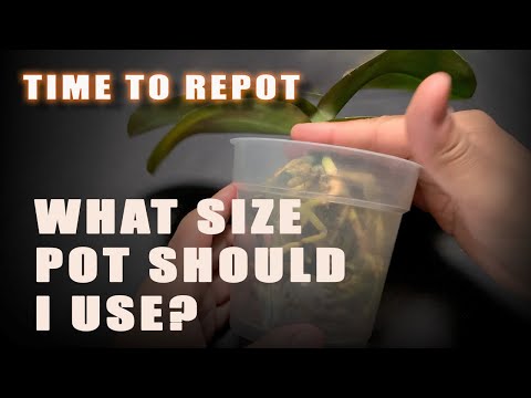 Orchid Repotting- How To Size A New Pot For Your Phalaenopsis Orchid