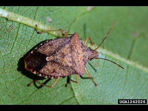 , title : 'The Invasive Brown Marmorated Stink Bug in Utah - Mark Cody Holthouse'