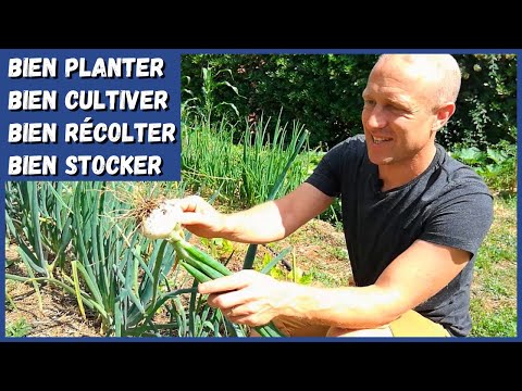 Les oignons au potager d'Olivier