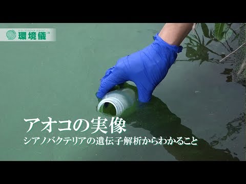 アオインコについて詳しく解説