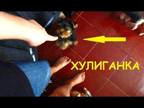 VLOG: ЩЕНОК ЙОРКА! КАК ПРИУЧИТЬ К ПЕЛЁНКЕ! 14.02.20