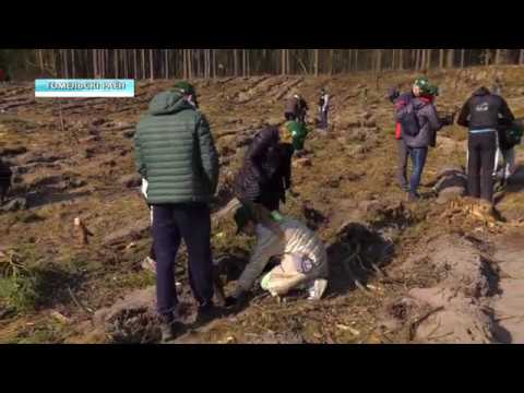 Кіраўніцтва вобласці прыняло ўдзел у акціі "Тыдзень лесу" видео