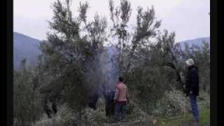 preview picture of video 'ZEYTİNDE GENÇLEŞTİRME BUDAMASI / REJUVENATIONAL PRUNING OF THE OLIVE TREE'