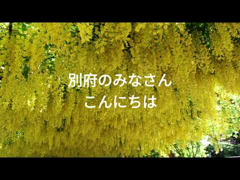 園芸 ウィンターガマズミ、ボドナントガマズミ