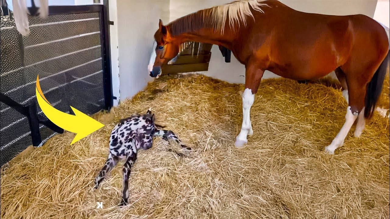 VET GOES PALE WHEN SEEING NEWLY BORN CREATURE... THIS IS NOT A FOAL!
