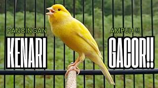 Download lagu Pancingan Kenari GACOR panjang untuk Masteran Kenari PAUD & agar Kenari diam agar bunyi & gacor mp3
