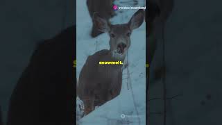 sciencefather | Climate Change & Snow Hydrology  Fast Facts #sciencefather #SnowHydrology