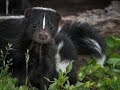 The Skunk - Spirit Animal ...Animal Totem