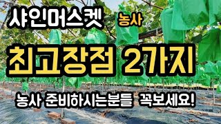 #샤인머스켓재배기술 #시설재배비가림하우스비닐하우스 #샤인머스켓장단점