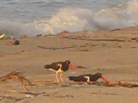 Ostreros Americanos en Bocapan
