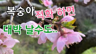 복숭아 적화작업 한번 해보세요. 적과도 쉬워지고 과일이 좀더 크지고 건강해집니다