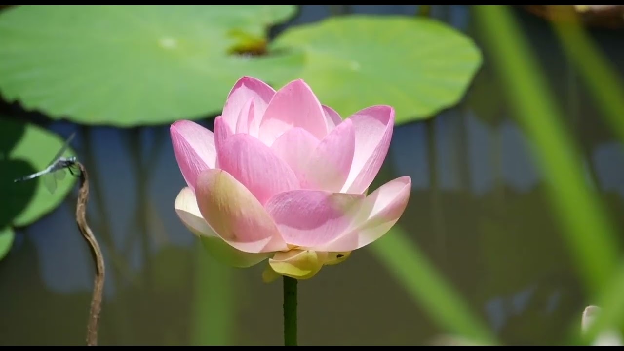 "Discover the Ultimate Relaxing Oriental Music Compilation - Perfect for Meditation & Inner Peace!"