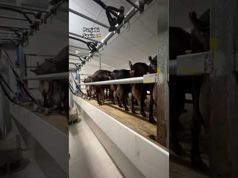 #automobile #punjabisong #playa #farming #verano #spain #beach #music #punjabimusic #amritsar #playa