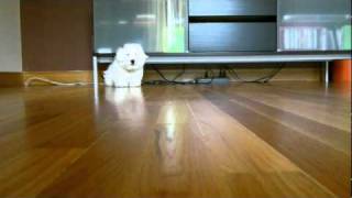 Theodore - the Coton-barks at camera