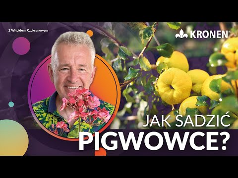 KRONEN 2024 - Jak sadzić pigwowce?