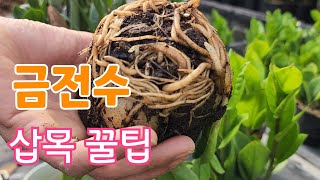 금전수 삽목 100% 성공하는법