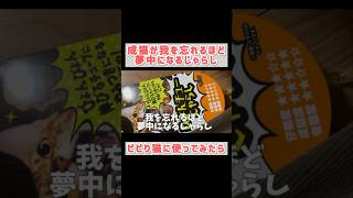 #shorts 我を忘れるほど夢中になるじゃらしをビビり猫に使った結果