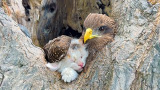 A falcon tried to be a kitten's mom and refused to let anyone touch him, Just unbelievable!