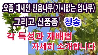 민음나무(가시없는 엄나무)와 신품종 청송, 각 특성과 재배법 자세하게 소개합니다- 엄나무 라고도 불리는 음나…