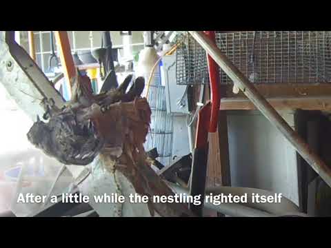 Paton Center Broad-billed Hummingbird Nest