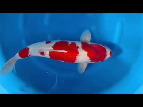 JKS online auction: JKS-AC 2025-12-02 4Sai Female Kohaku 65 cm