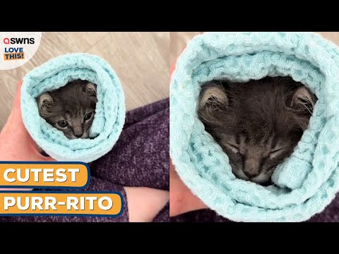 Kitten loves to be wrapped like a burrito 😻 | LOVE THIS!