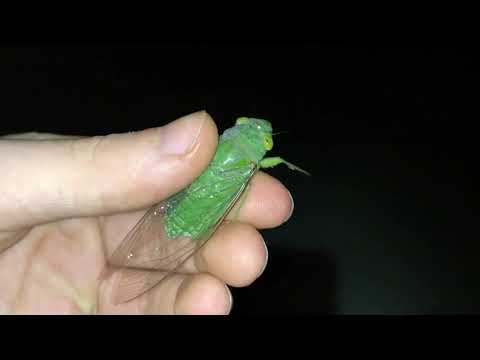Green Cicada screams! :)