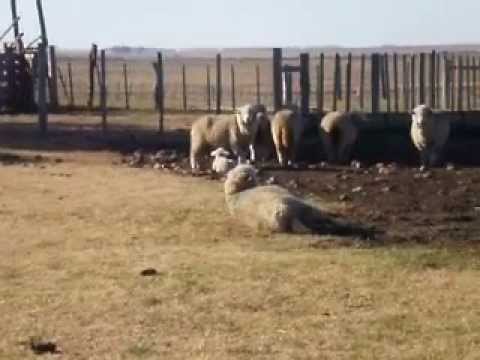 Parto oveja ( Sheep childbirth ) en Carumbé-Paysandú-Uruguay