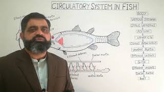 Circulation of Blood in Fish English medium @prof.masoodfuzail| Single circuit Heart | Fish Heart