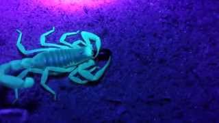 preview picture of video 'Scorpion hunts and kills under Ultra-violet Light (RAW FOOTAGE)'