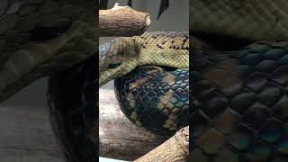 Download lagu Jamaican Boa. Their heads remind me of dragons 🐉 mp3 Download lagu Jamaican Boa. Their heads remind me of dragons 🐉 mp3