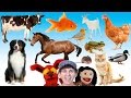 What Do You See Song Animals And Sounds Learn English Kids