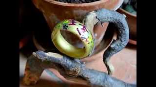 PAOLO CASTIGLIONE SAMBA PA TI (C.SANTANA)