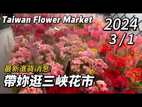 多肉植物可以放室內嗎