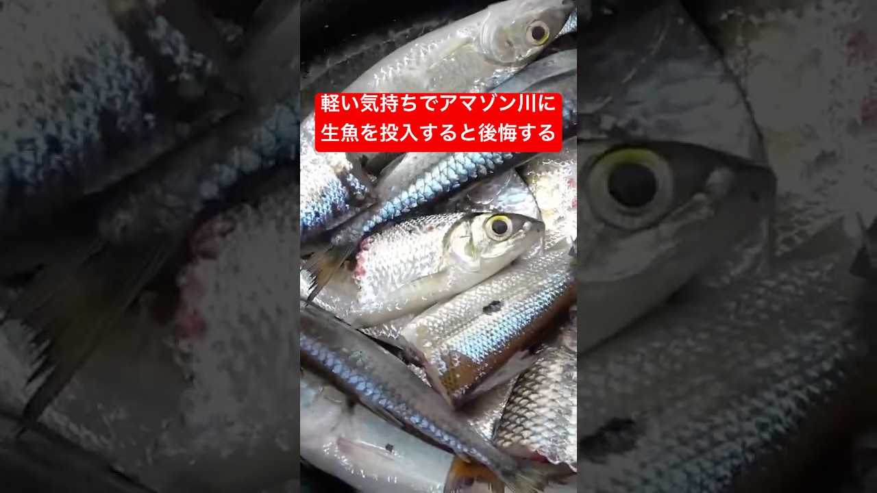 こんなのがウヨウヨいるらしい #アマゾン川 #ナマズ