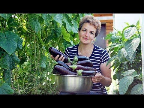 Баклажаны