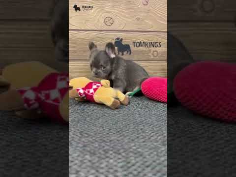 Video 4