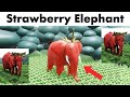 Strawberry Elephant