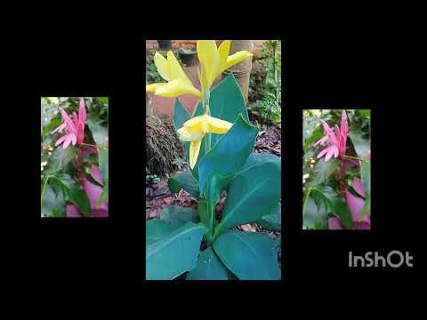 Beautiful flowers # flowers # shorts # nature Sheeja'sSSWorld