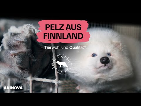 Pelz aus Finnland: Tierwohl und Qualität?