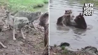 Bears rip wolf to shreds in brutal zoo attack